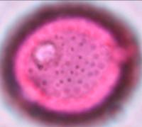 triodanis